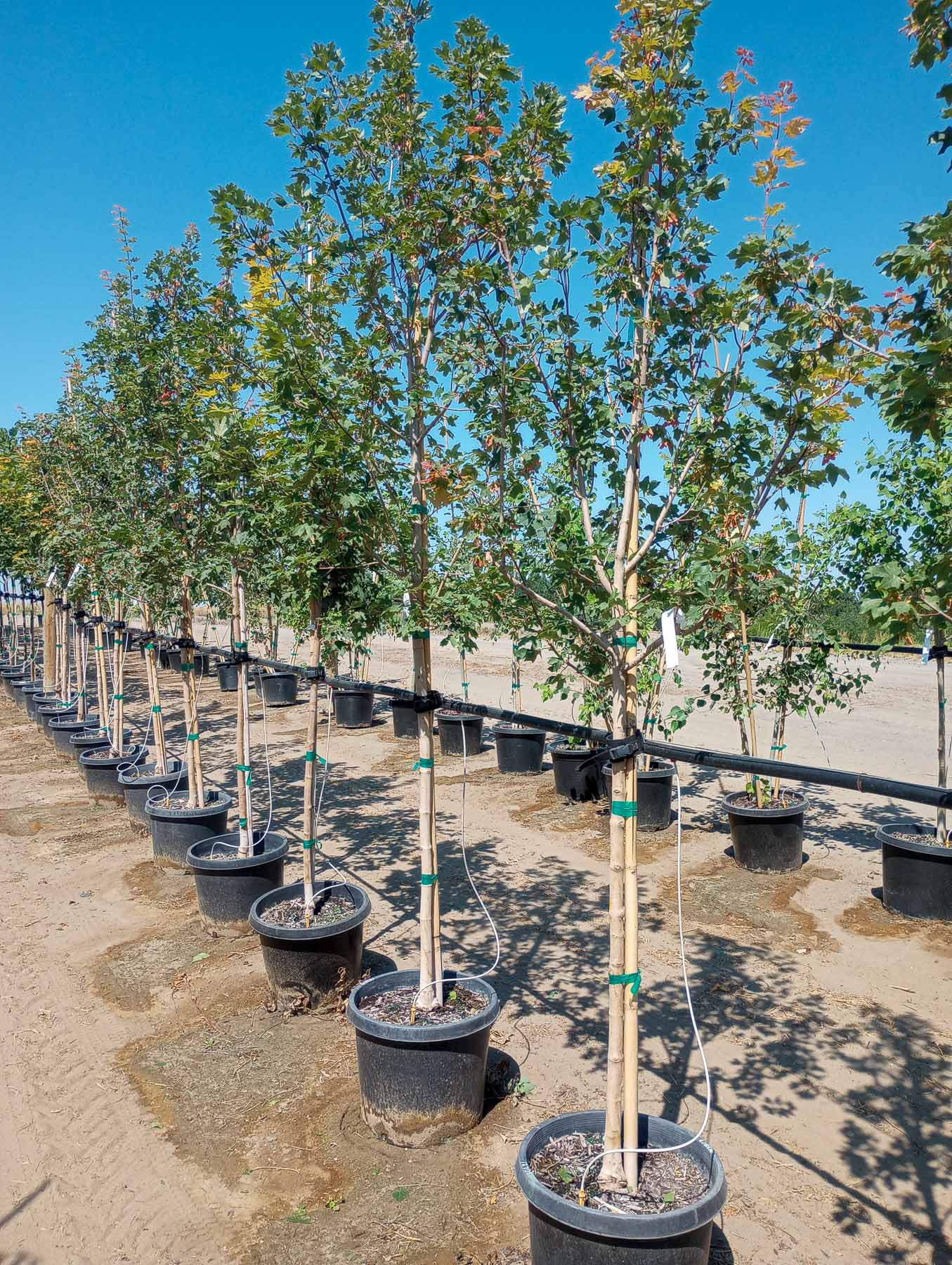 Choosing Container Trees A Wise Investment for Your Landscape Garden